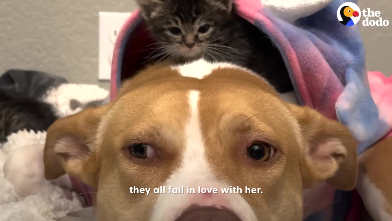 A close-up of a tan and white dog named Ginger looking at the camera while a small tabby kitten sits on her head inside a colorful pet bed.