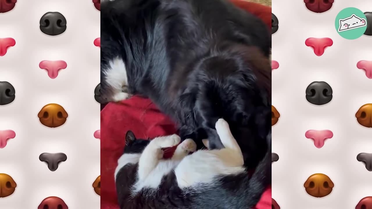 A large black dog and a black-and-white cat snuggling together on a red blanket.