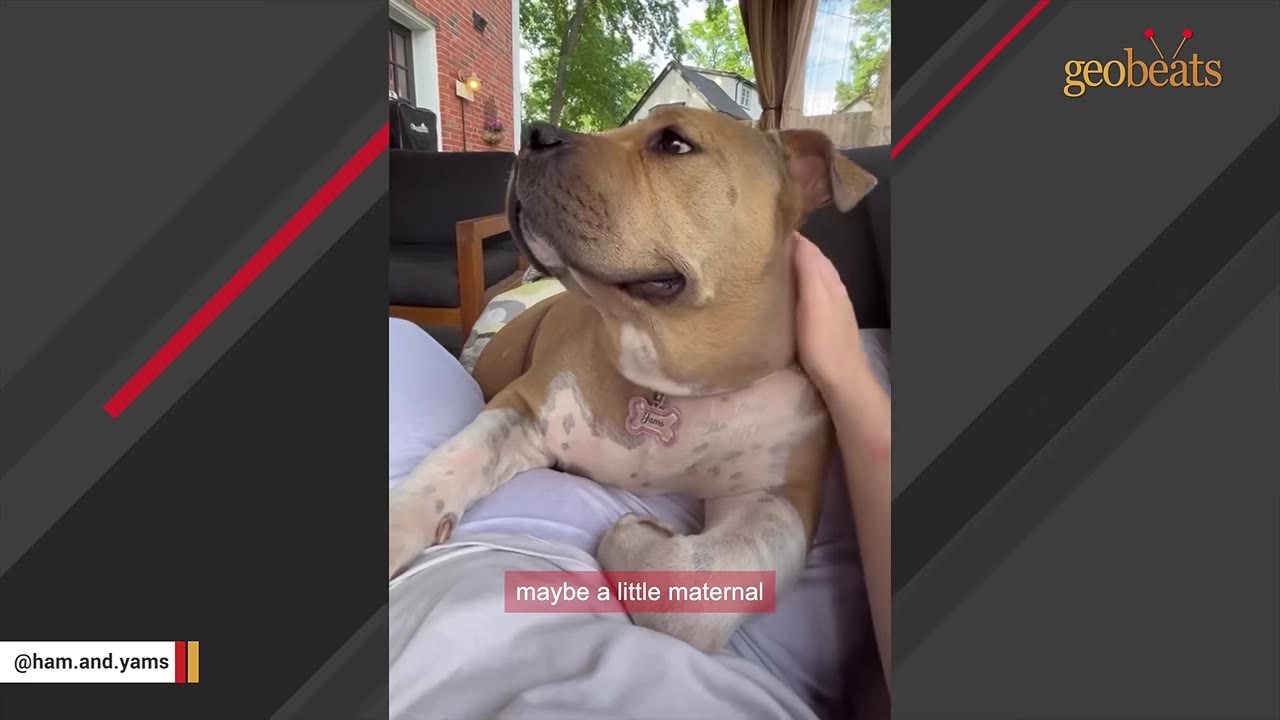 A tan and white dog named Yams wearing a bone-shaped collar tag lies comfortably on a person's lap while being gently petted on the neck.