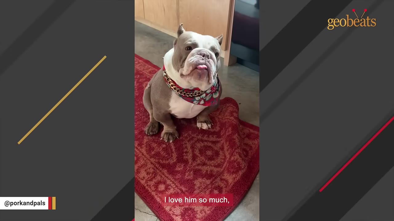 A grey and white bulldog wearing a floral bandana and a gold chain collar sits on a red rug, looking up with its tongue slightly sticking out.