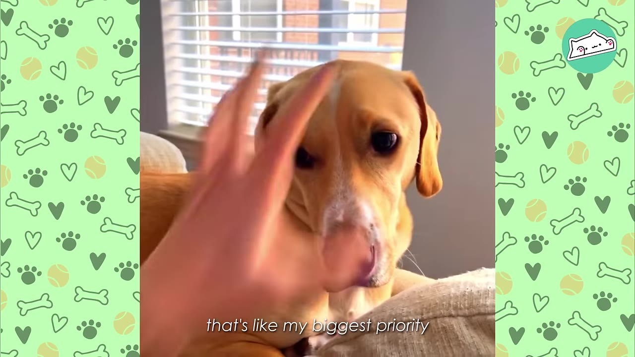 A light brown dog looks attentively past a person's hand in the foreground, with a window in the background.