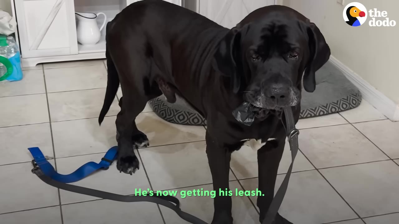 A large black dog stands on a tiled floor holding a grey leash in its mouth.