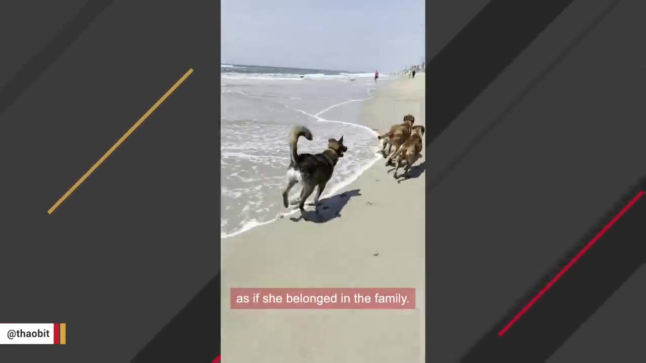Three dogs running playfully along the shoreline of a sandy beach with gentle waves.