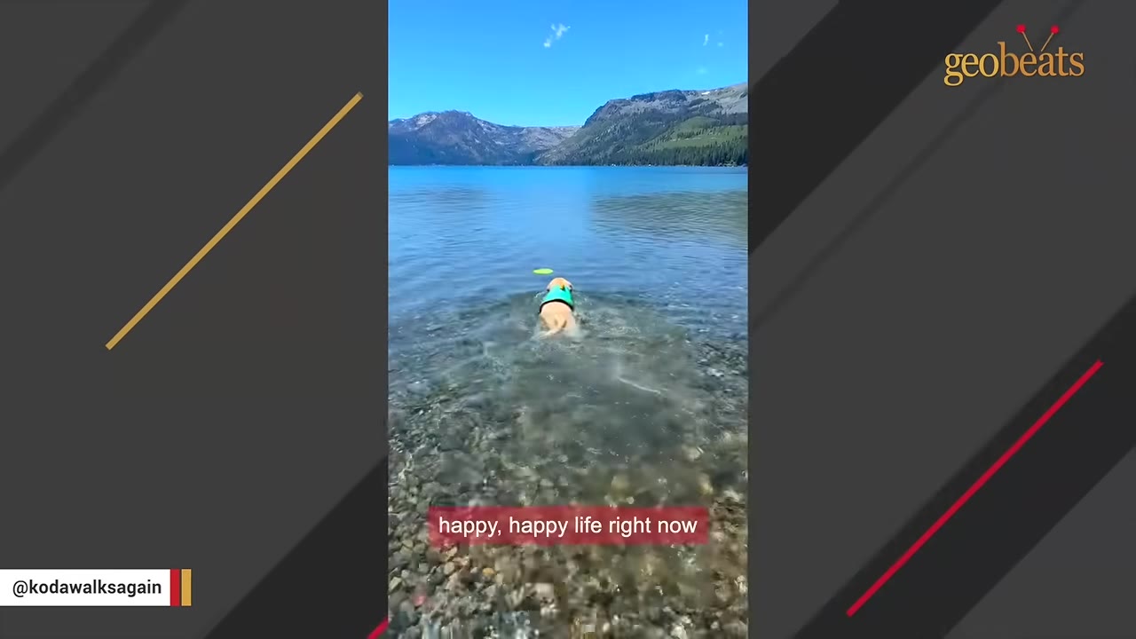 A light-colored dog wearing a green life vest swims in a clear blue lake with mountains in the background.