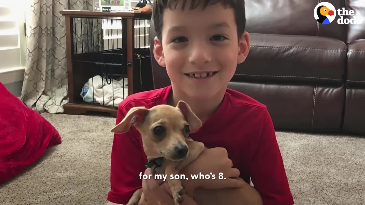 A smiling young boy in a red shirt holding a small, healthy tan chihuahua with clear skin.