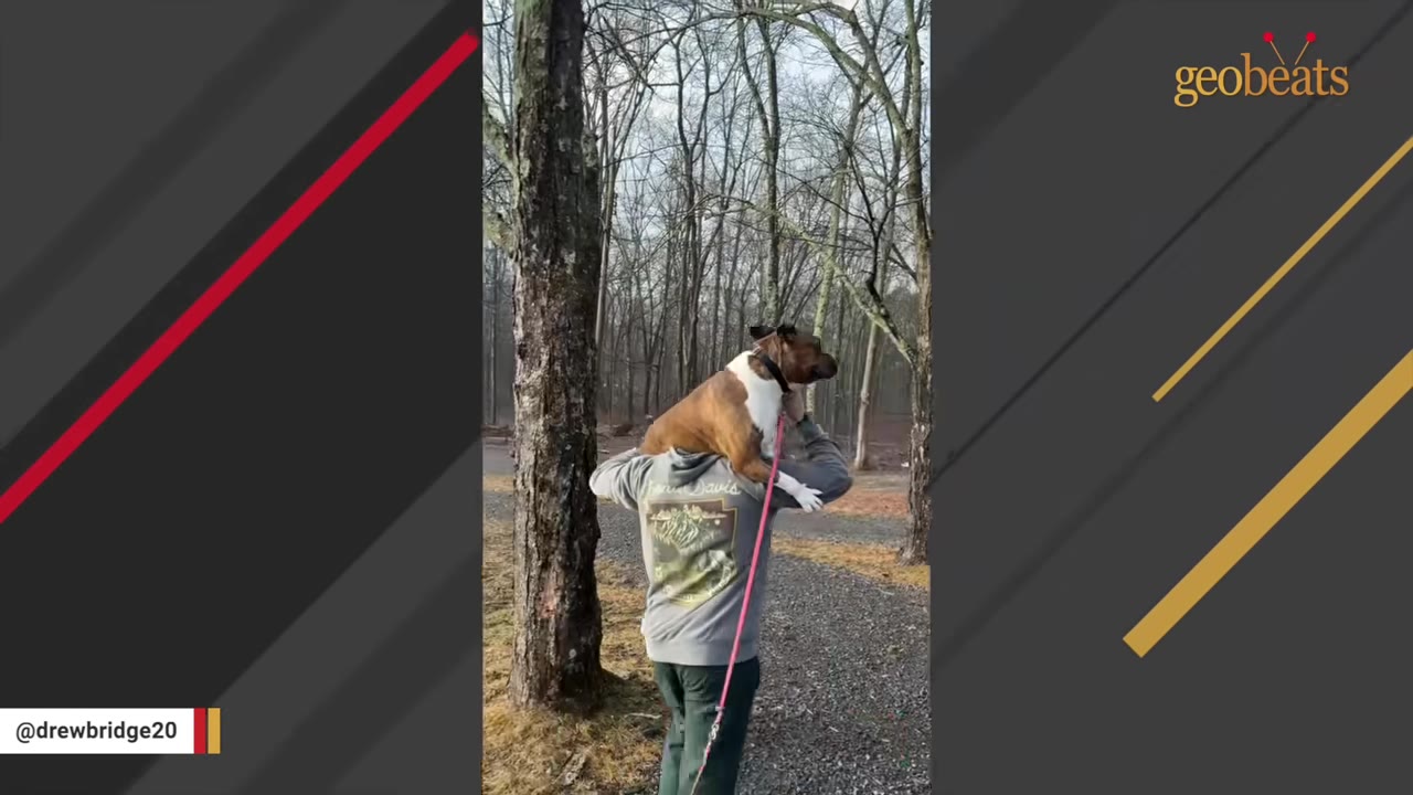 A person carrying a brown and white dog on their shoulders while walking on a path in a wooded area.