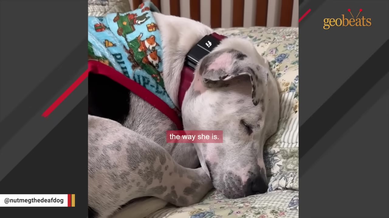 A white dog with black spots sleeps peacefully on a patterned bed, wearing a colorful dog vest.