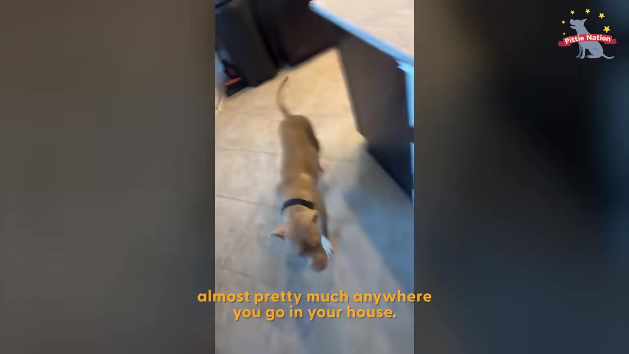 A tan dog with a black collar follows closely behind someone walking through a kitchen.