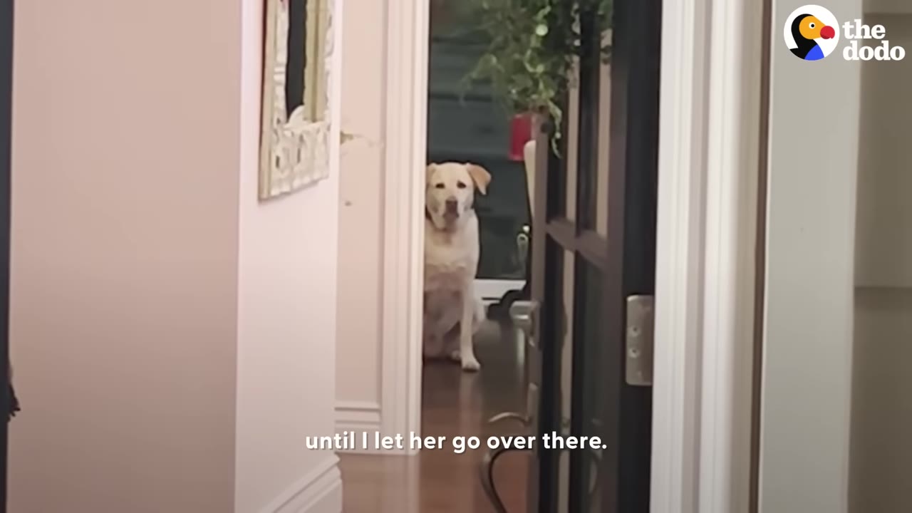A yellow Labrador retriever sitting patiently in a doorway, looking down a hallway.