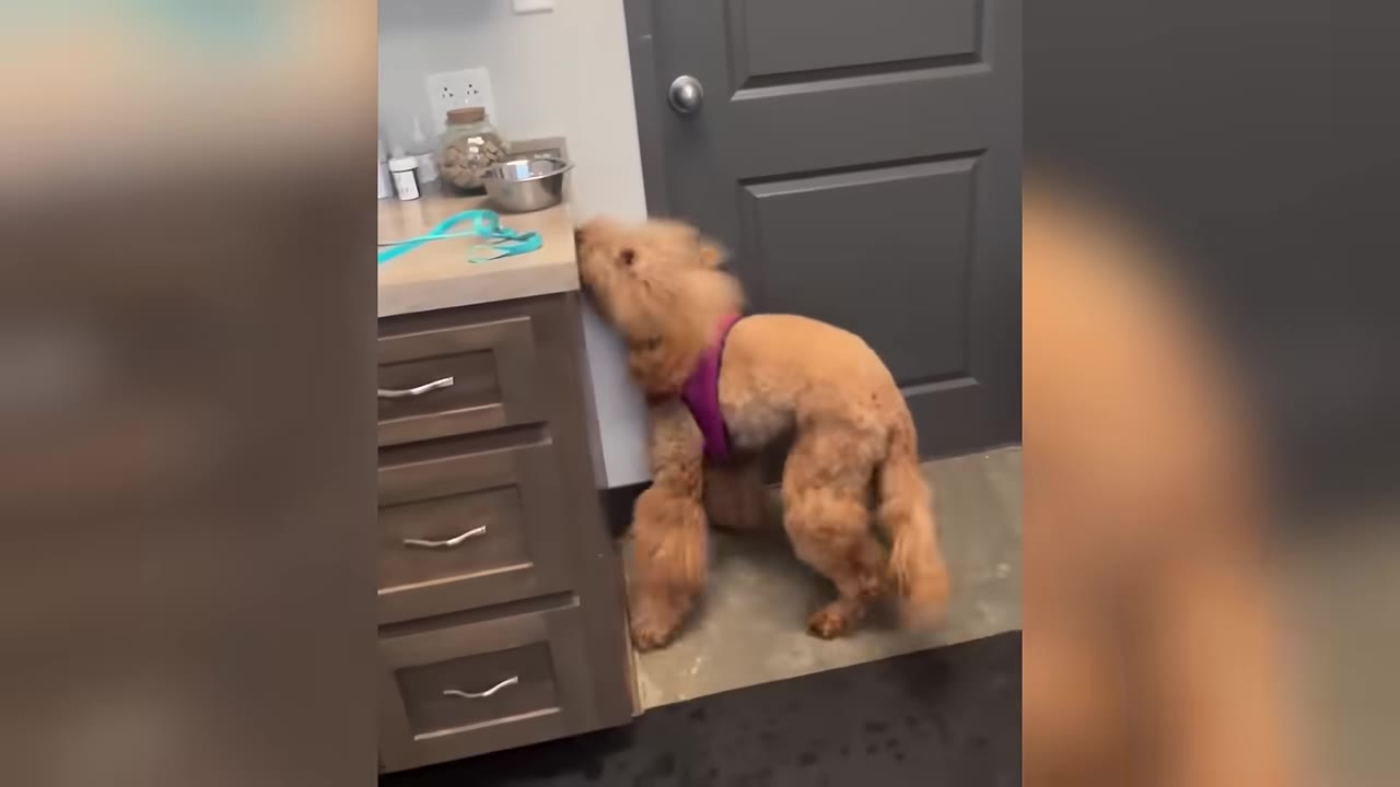 A fluffy brown dog wearing a purple harness stands on its hind legs, leaning its head against a cabinet in a room.