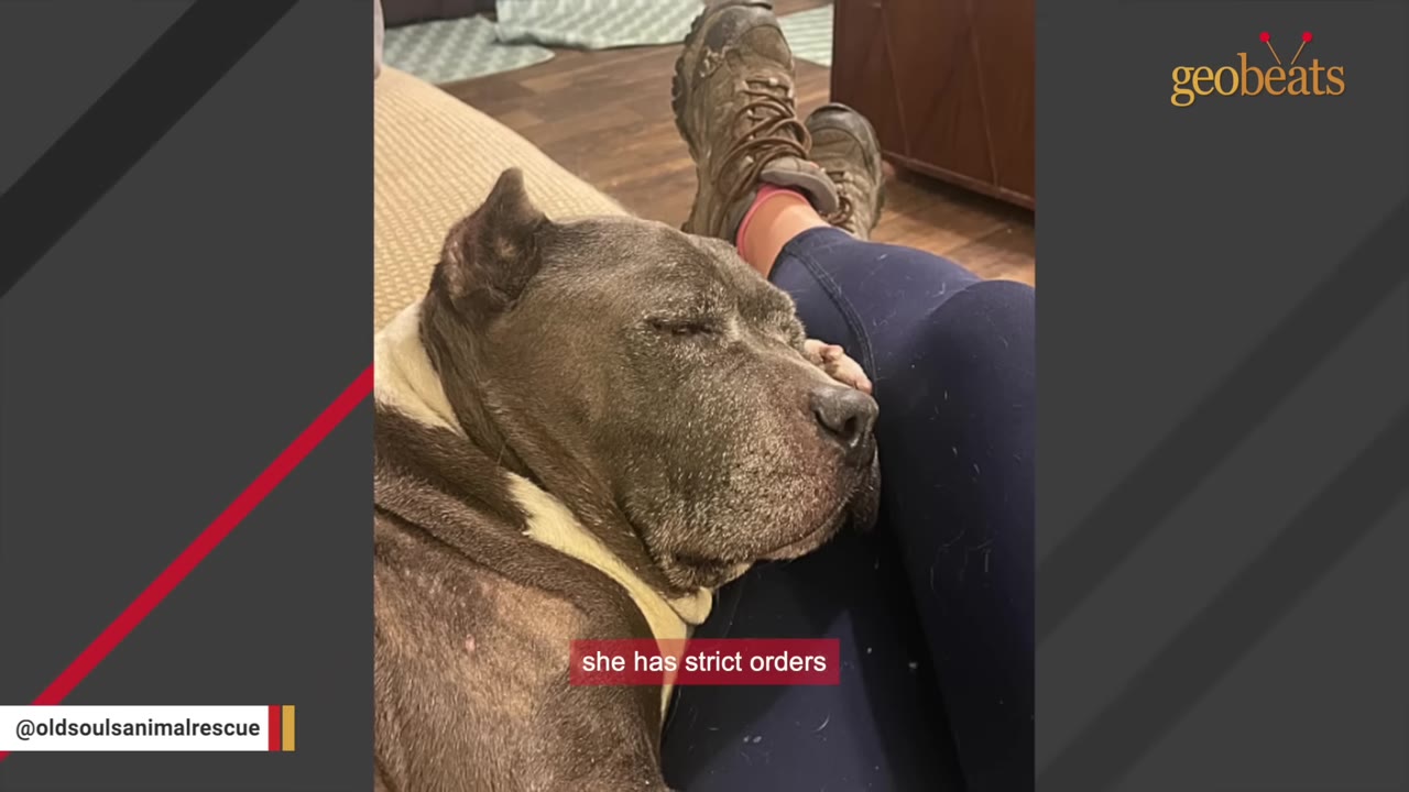 A grey and white pit bull dog resting its head peacefully on a person's lap.