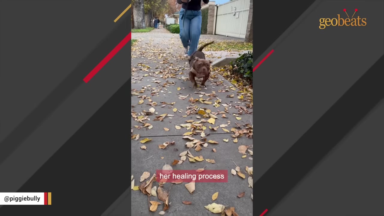 A small brown dog walks happily on a sidewalk covered in autumn leaves, led by a person walking behind.