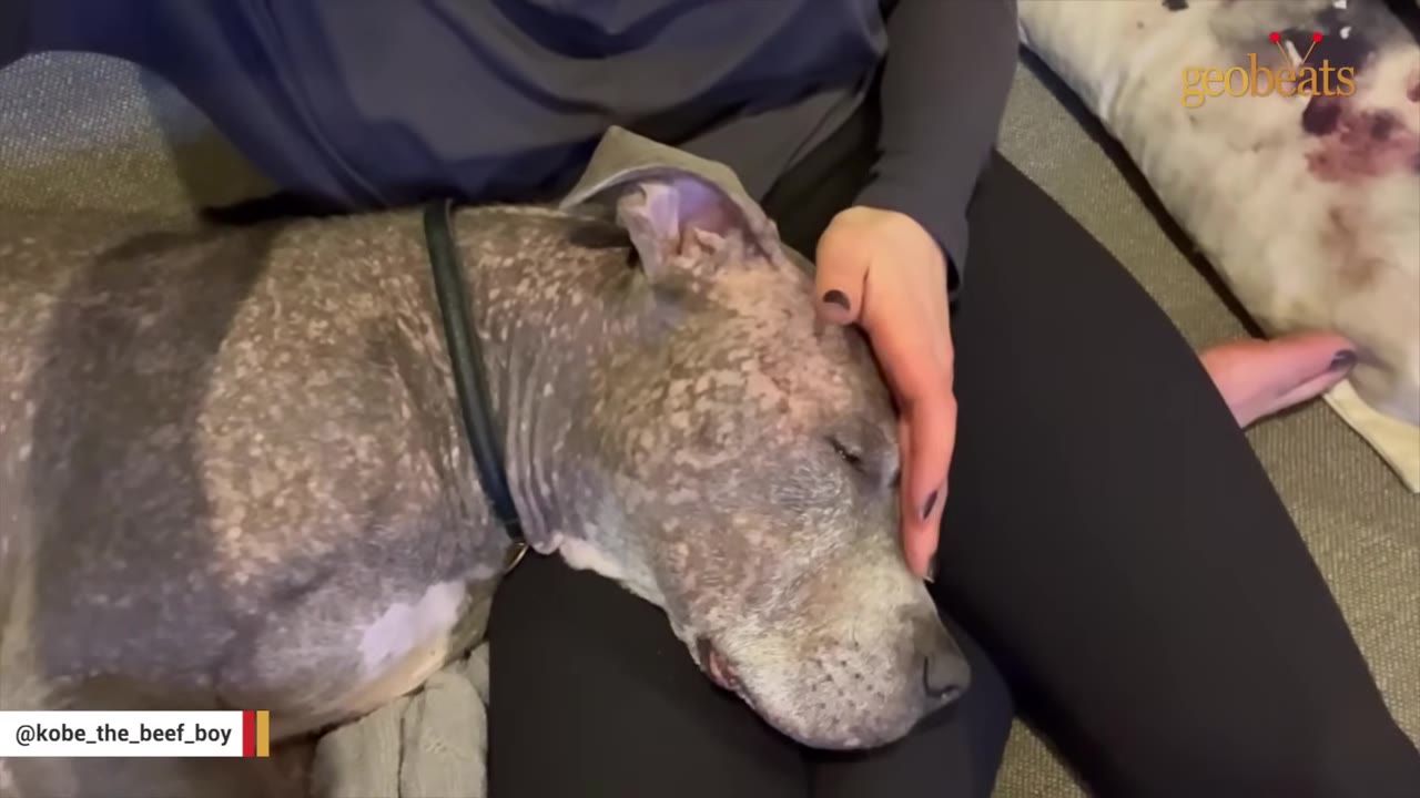 A senior grey dog with mottled skin rests its head peacefully on a person's lap while a hand gently strokes its head.