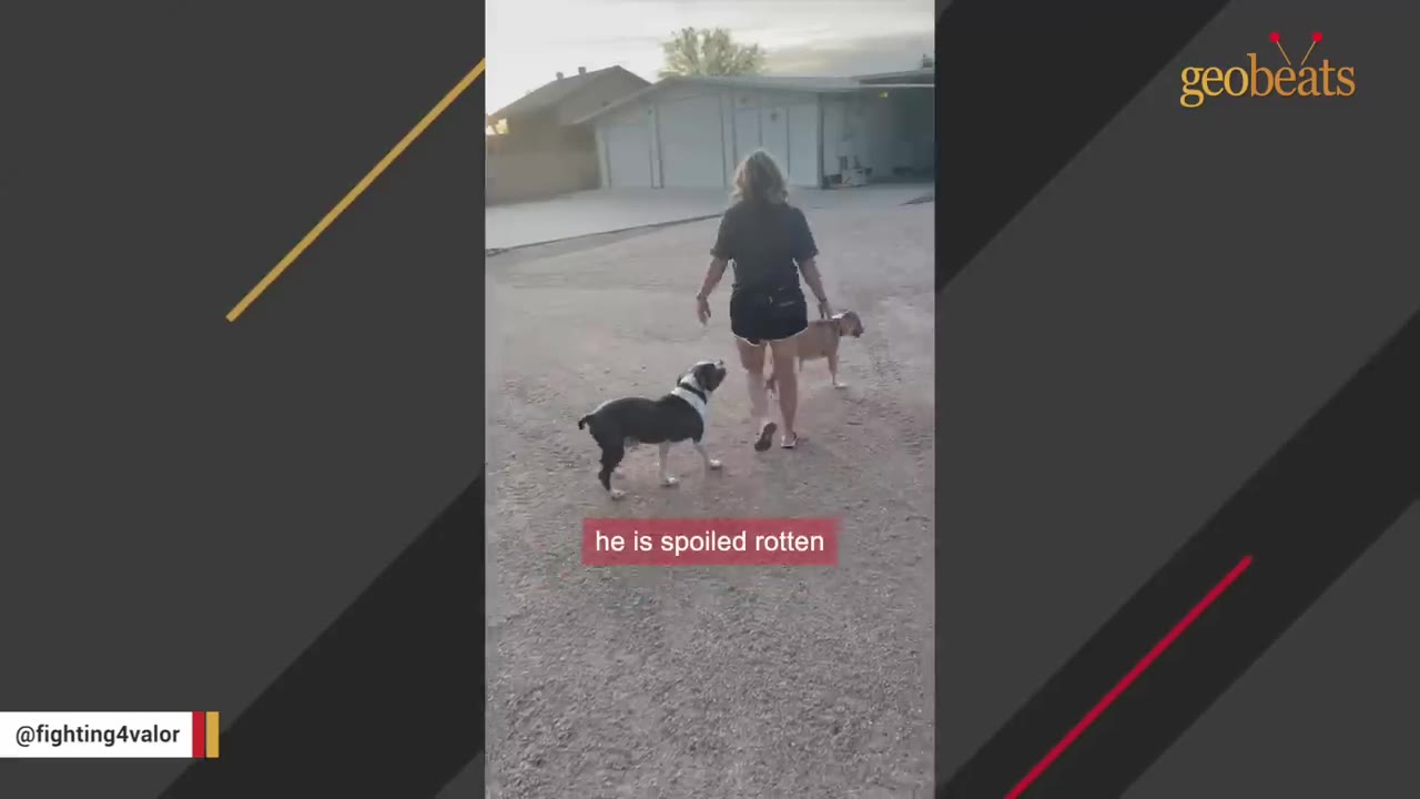 A woman walking two dogs on a dirt path, with one black and white dog looking up at her happily.