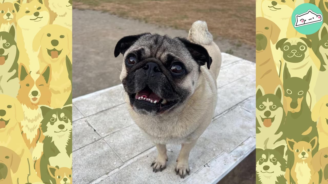A pug standing on a white bench, looking up with an open mouth as if smiling.