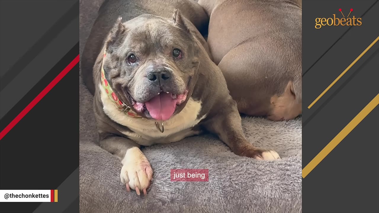 A close-up shot of a grey and white bulldog lying down on a grey dog bed, looking up with a happy expression and her tongue slightly out.