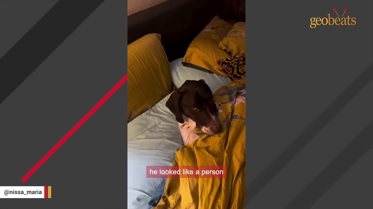 A brown and white dog tucked into a bed with yellow blankets, looking directly at the camera with an expressive face.