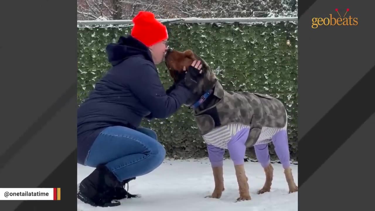 A person in a red beanie and dark jacket crouches in the snow, gently holding the face of a large dog wearing a camo coat and purple pajamas as they touch noses.