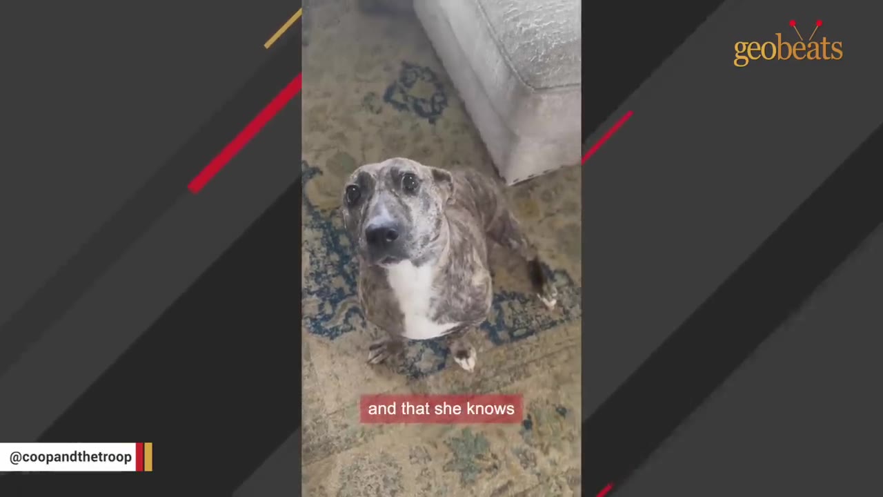 A brindle dog with a white chest looks up trustingly at the camera while sitting on a patterned rug.