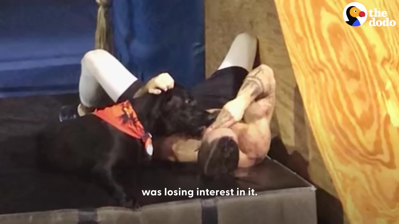 A shirtless man lies on his back on a gym mat, looking exhausted, while a black dog wearing a red bandana nuzzles his face.