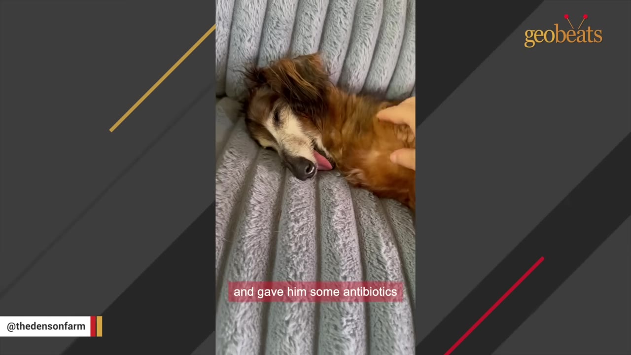 A long-haired dachshund lies resting on a grey ribbed blanket while being gently petted on the side, with its tongue slightly protruding from its mouth.