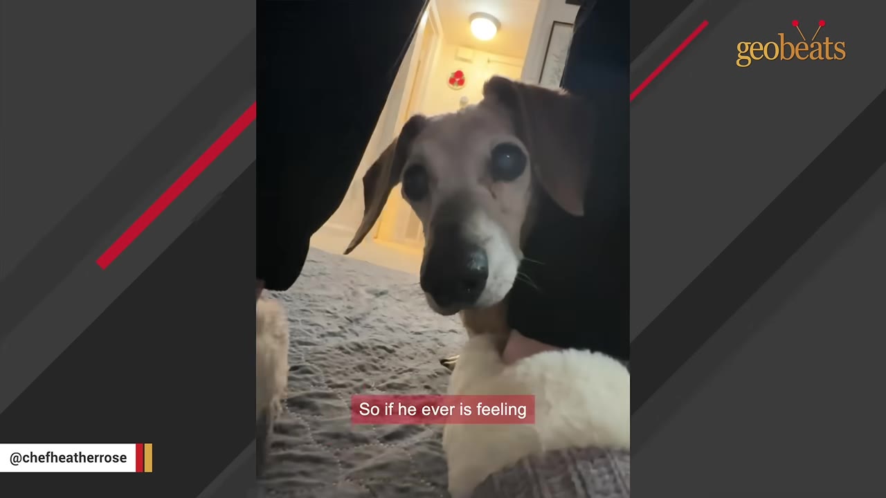 An elderly brown dachshund with a grey face stands on a grey blanket, looking up from between a person's legs.