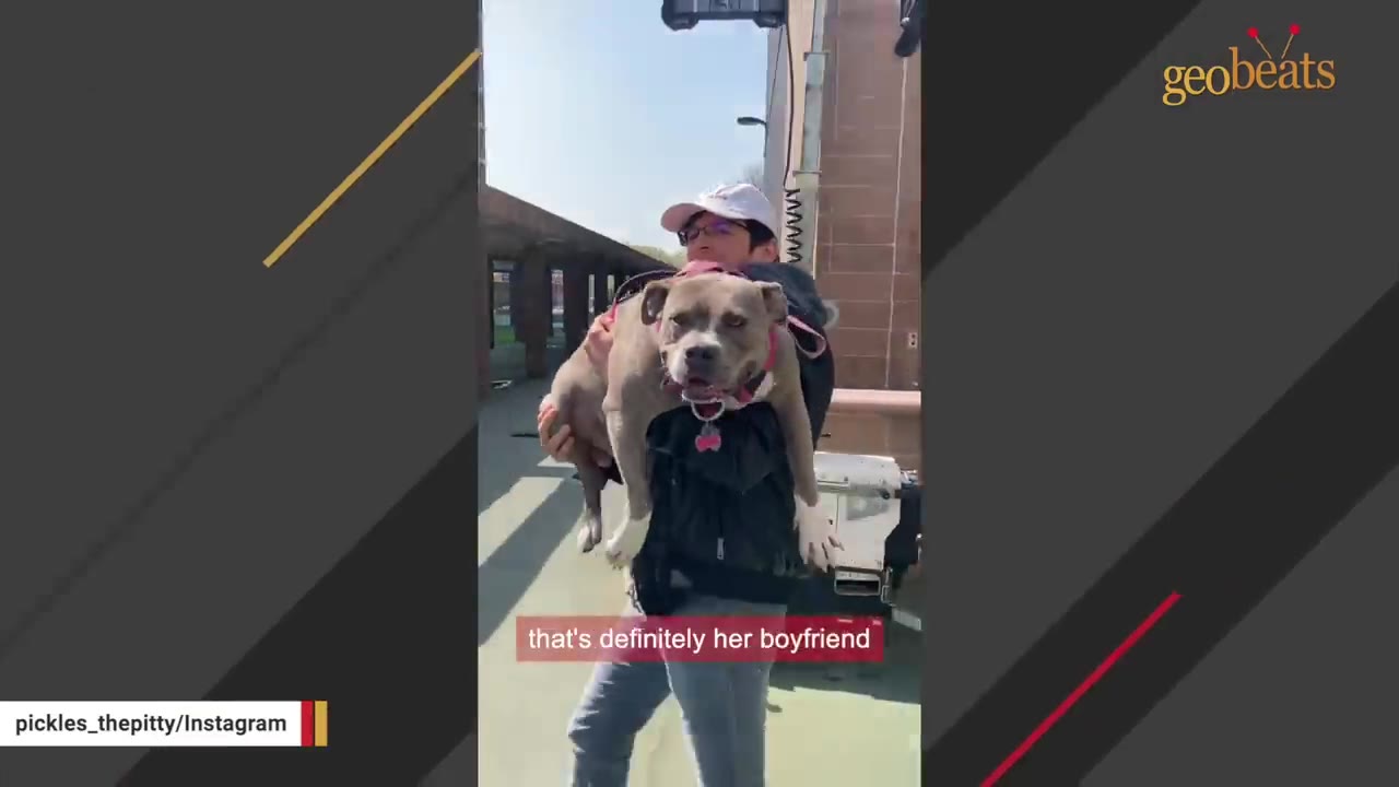 A person wearing a white cap carries a grey pit bull on their shoulders outdoors, while the dog looks directly at the camera with a calm, confident expression.