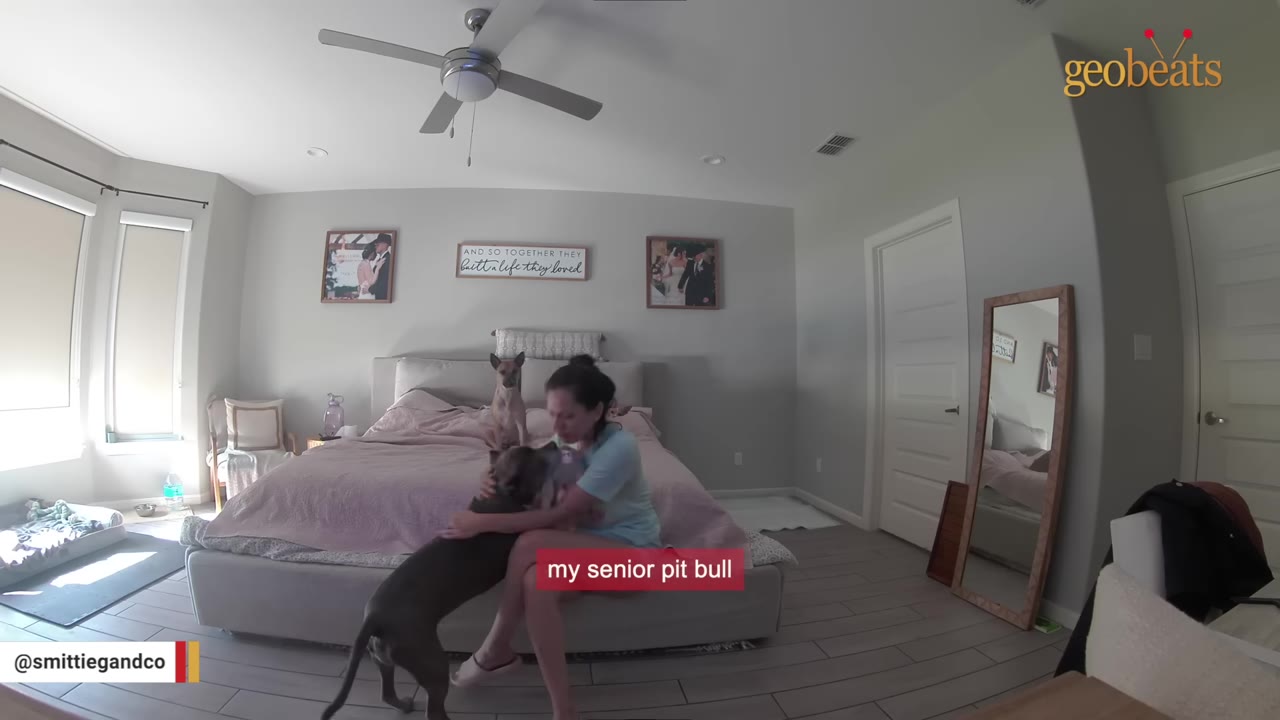 A woman sits on the edge of a bed hugging a grey pit bull, while a tan dog sits behind them on the bed.