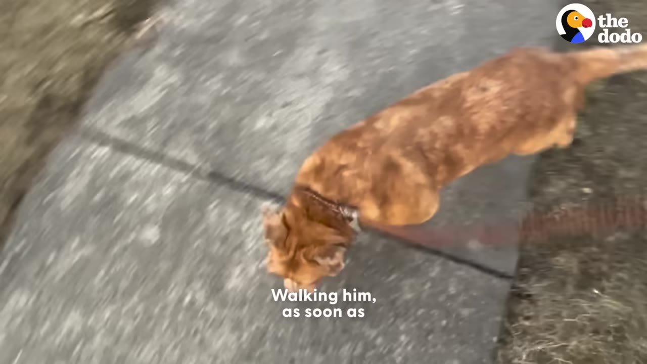 An overhead shot of a light brown dog walking on a concrete sidewalk.