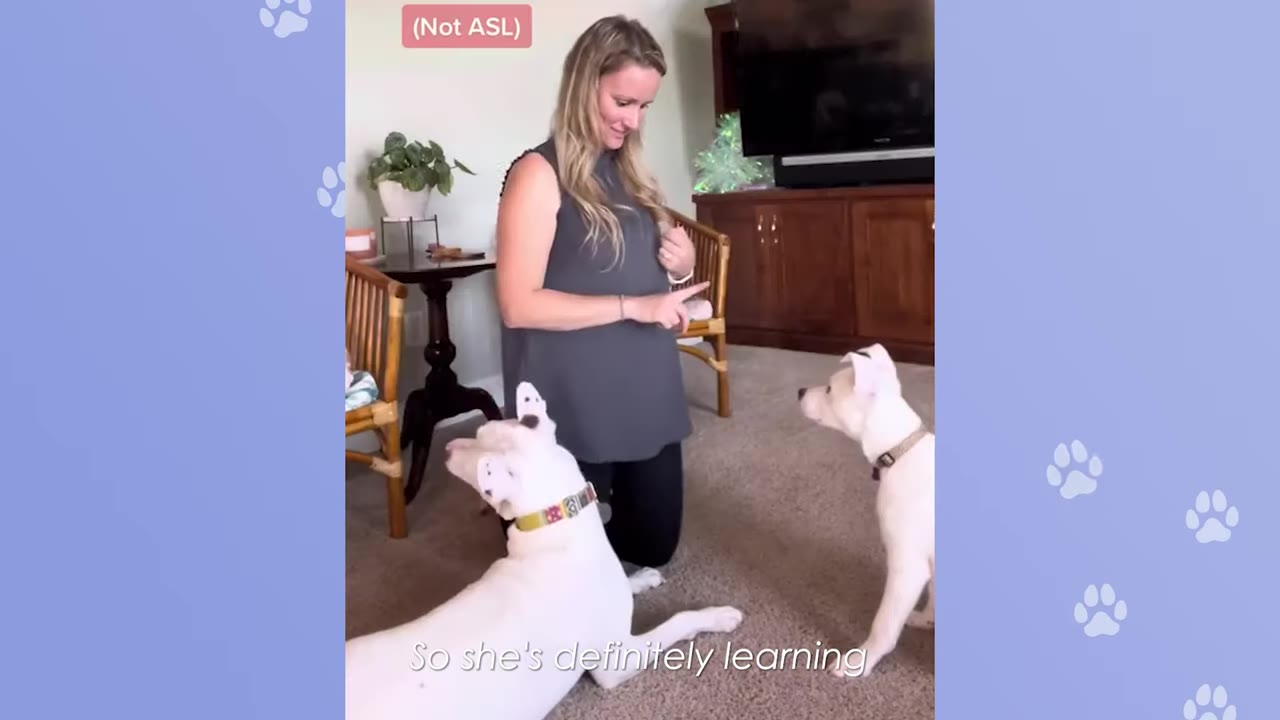 A woman kneels on a carpeted floor, gesturing with her hand to two white dogs who are looking attentively at her.