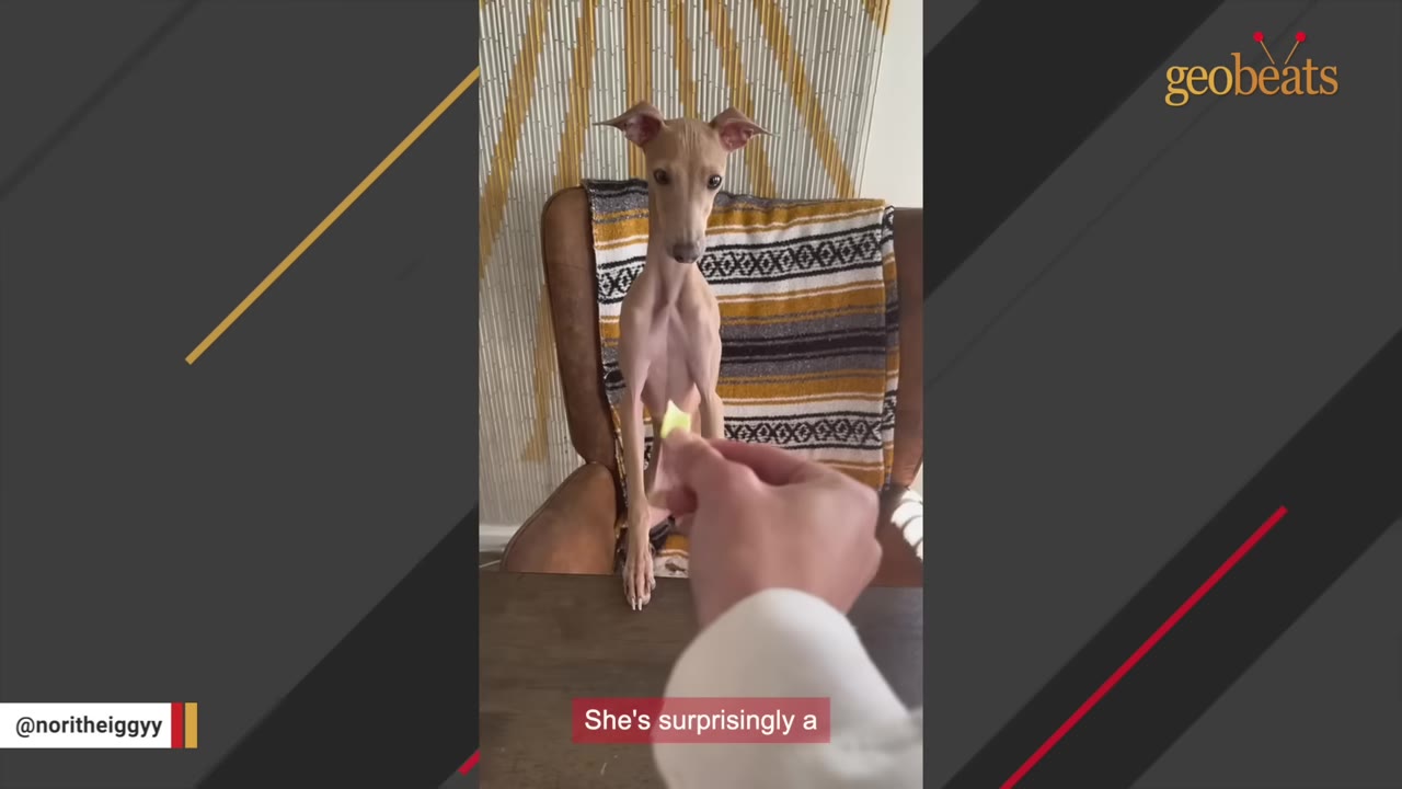 An Italian Greyhound named Nori sits cautiously on a chair, looking at a hand offering her a small treat.