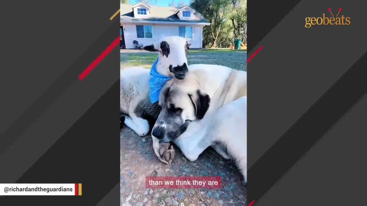 A white sheep wearing a blue bandana rests its chin on the head of a large, light-colored dog lying on the ground.
