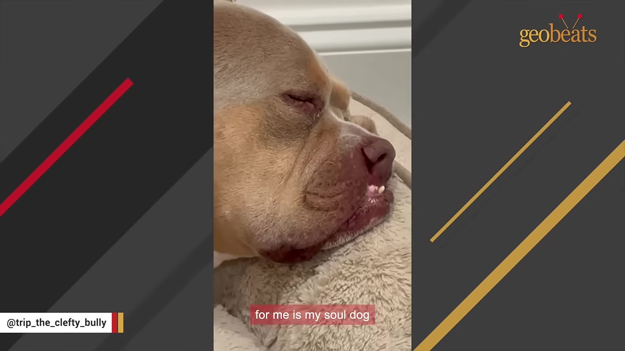 A close-up shot of a sleeping tan and white dog with a cleft lip resting on a plush pet bed.