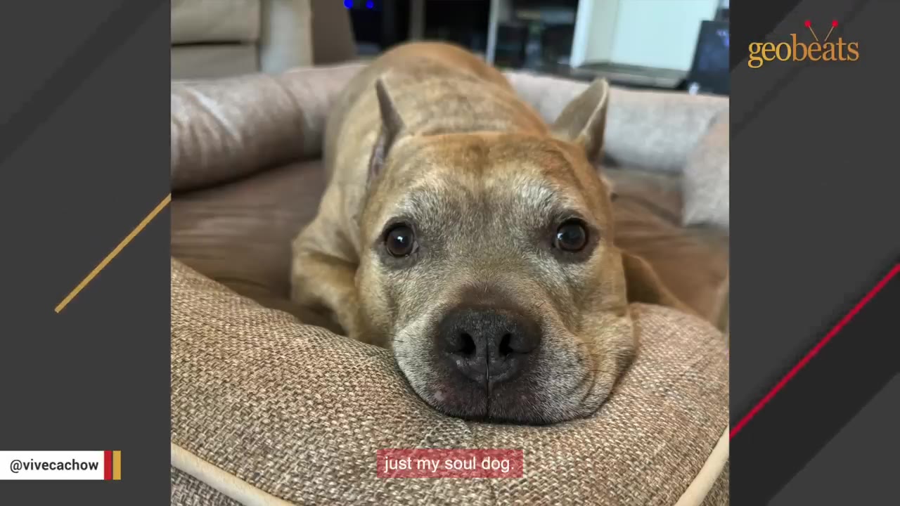 A close-up of a tan and white dog resting its chin on a dog bed, looking directly at the camera with a subtitle that reads 'just my soul dog.'
