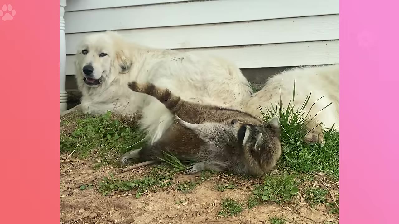 A large white dog lies on the grass next to a house while a raccoon rolls on its back in front of it.
