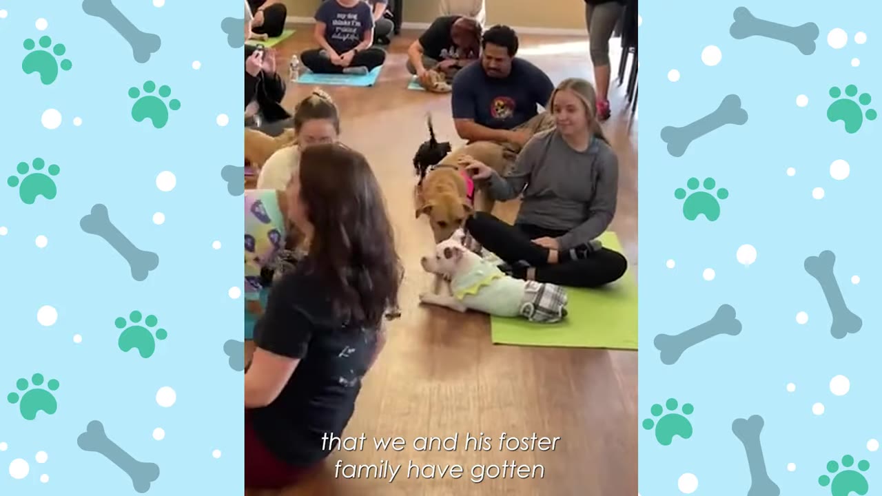 A small white dog wearing a light green shirt and plaid pants lies on a green yoga mat in an indoor class, looking up at a larger brown dog.