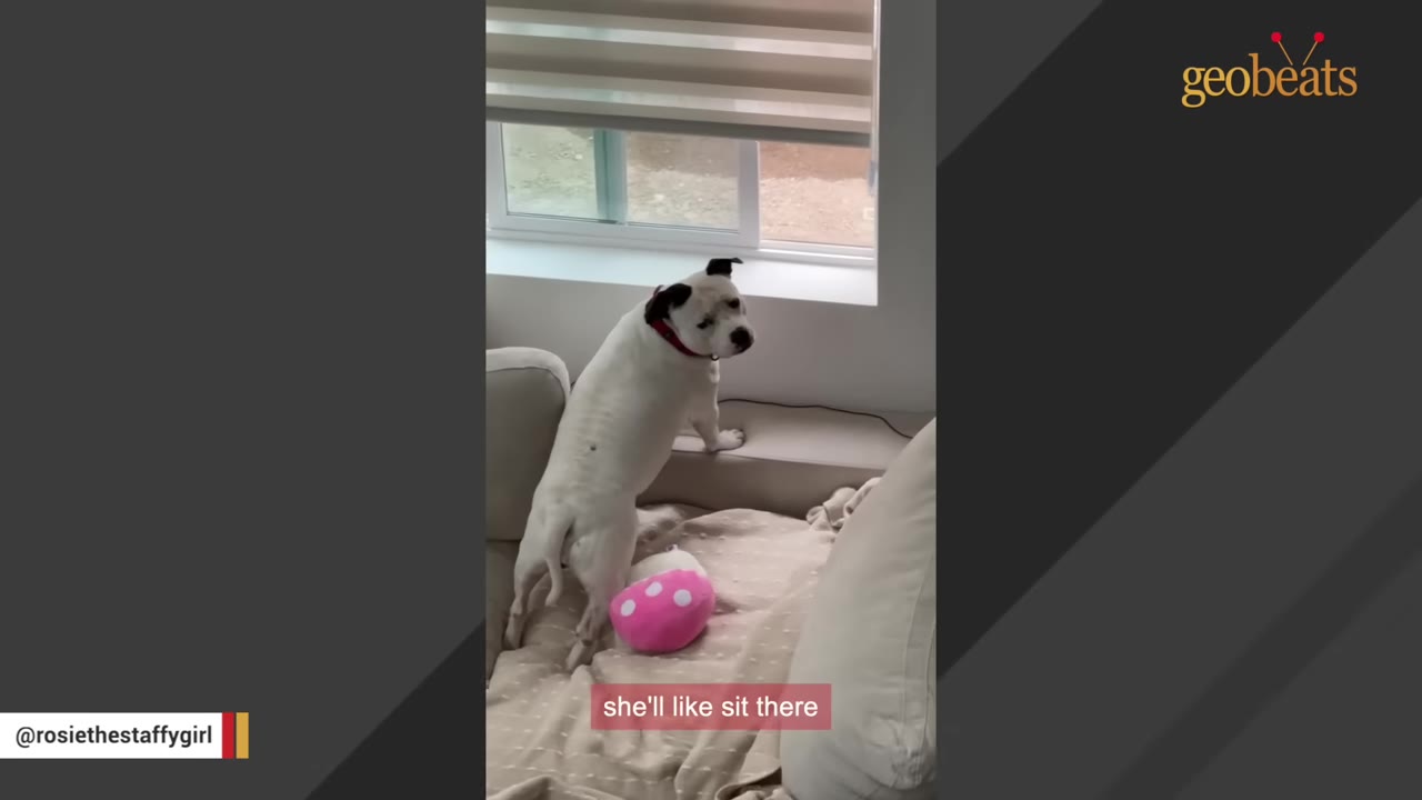A white dog with black ears stands on a beige couch next to a pink plush toy, looking back towards the camera near a window.