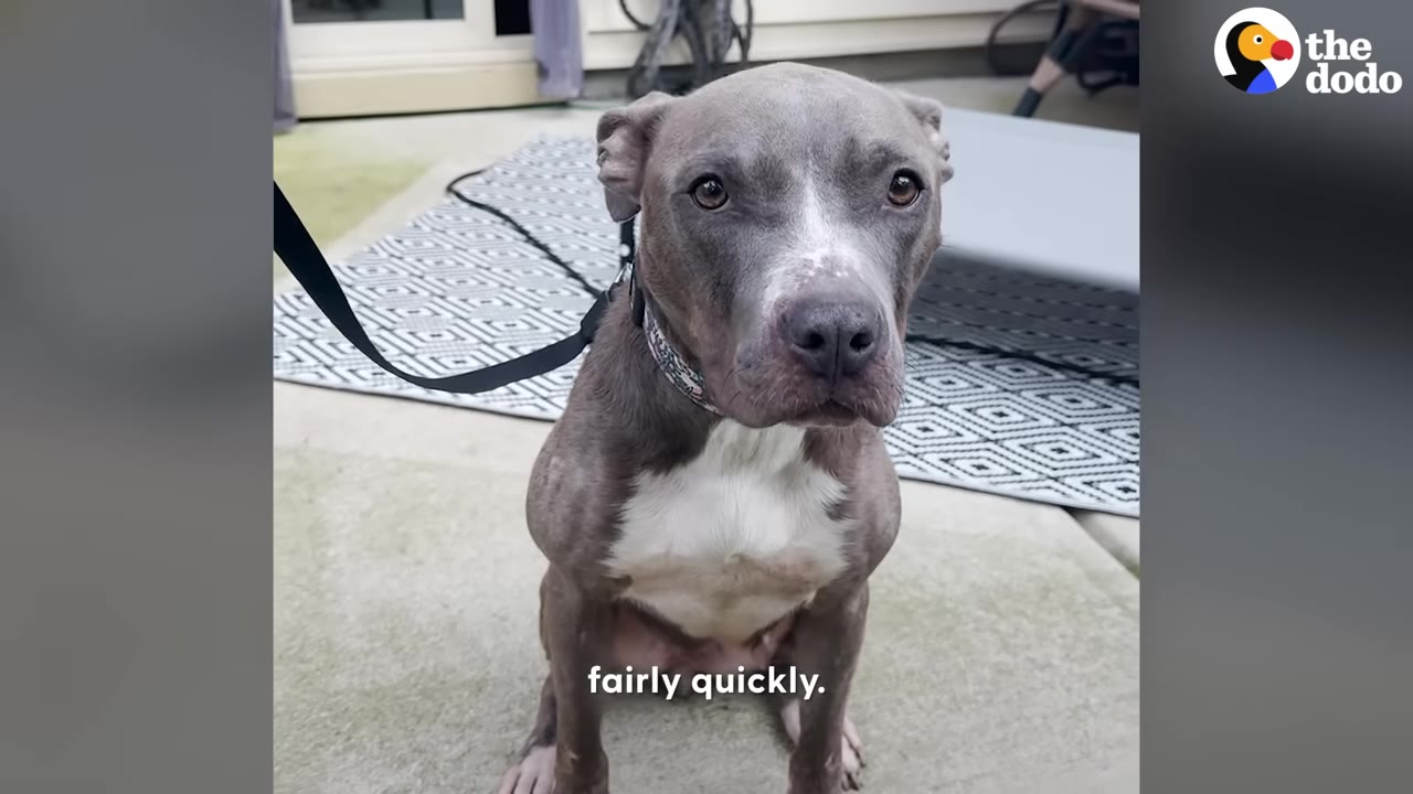 A healthy-looking grey and white pit bull sits on a concrete patio looking directly at the camera.