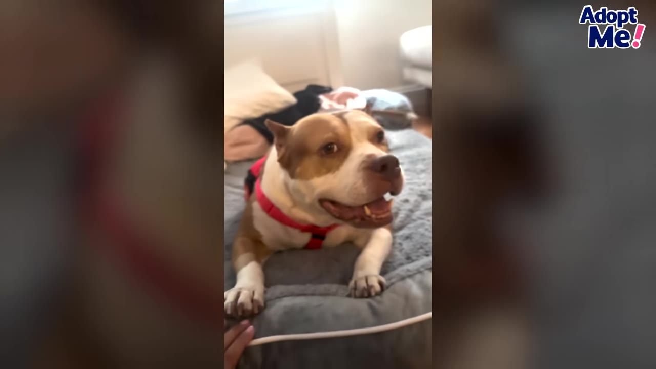 A brown and white dog wearing a red harness lies on a grey dog bed, looking up with a happy expression as a hand gently touches the edge of the bed.