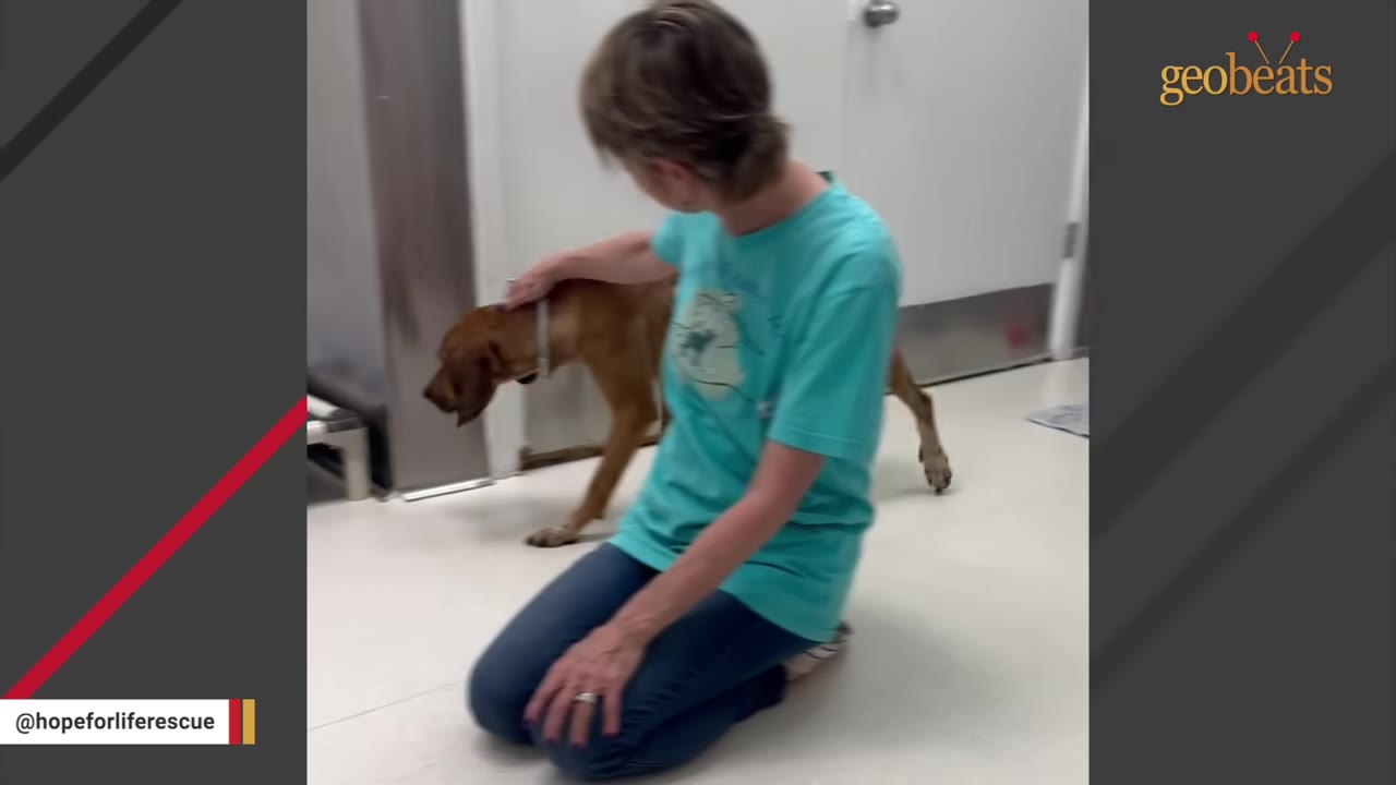 A woman in a turquoise t-shirt kneels on a light-colored floor, gently petting a brown dog.