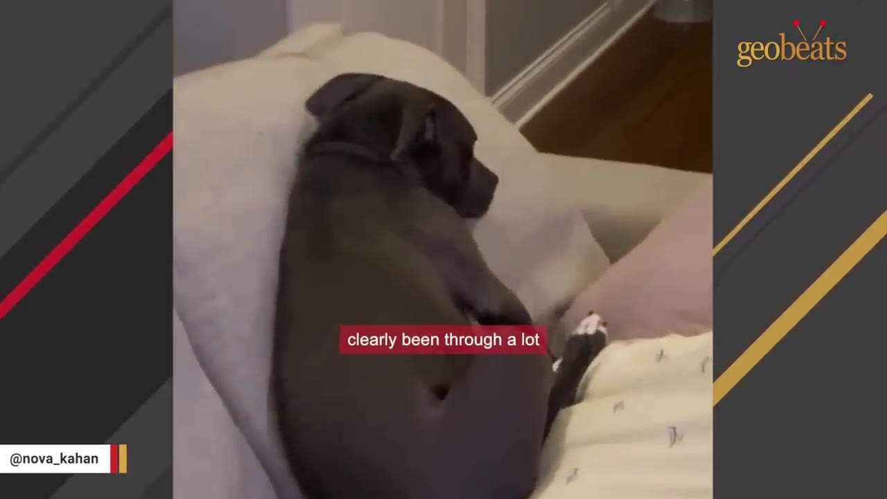 A dark-colored dog lies curled up on a light-colored couch cushion, looking away from the camera.
