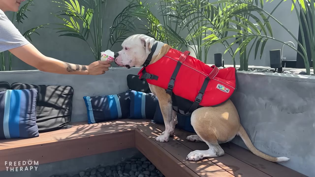 A large white and tan dog wearing a red life jacket sits on an outdoor bench and sniffs a snow cone held out by a person.