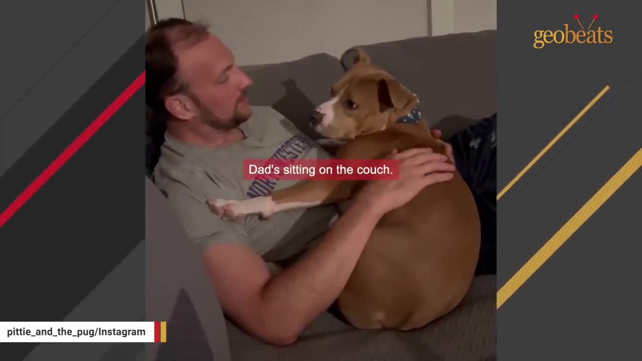 A brown and white dog snuggles closely on the chest of a man sitting on a gray couch.