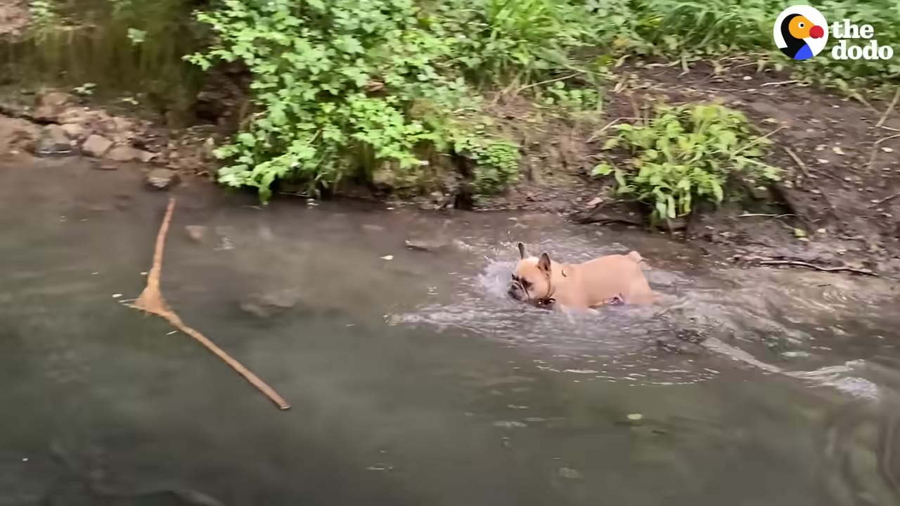 A French bulldog swimming in a shallow, natural stream surrounded by green foliage.