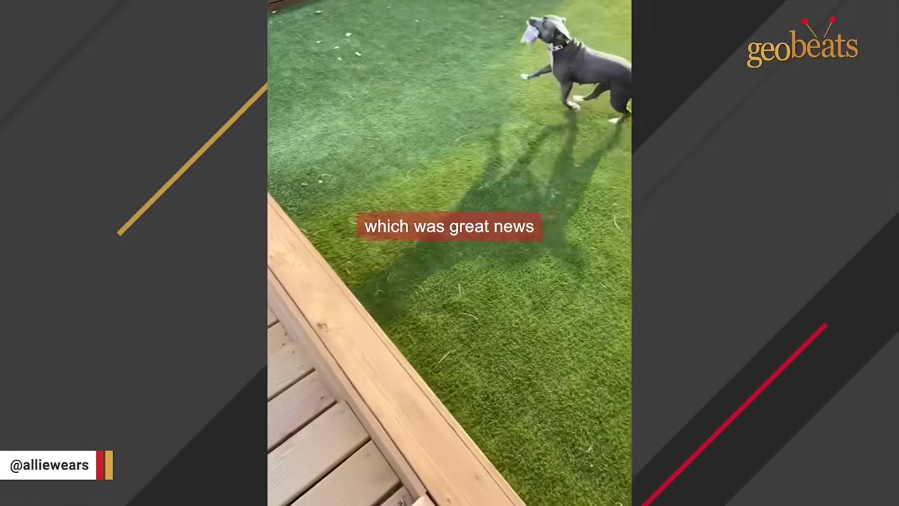 A grey dog happily runs across a green lawn with a toy in its mouth.