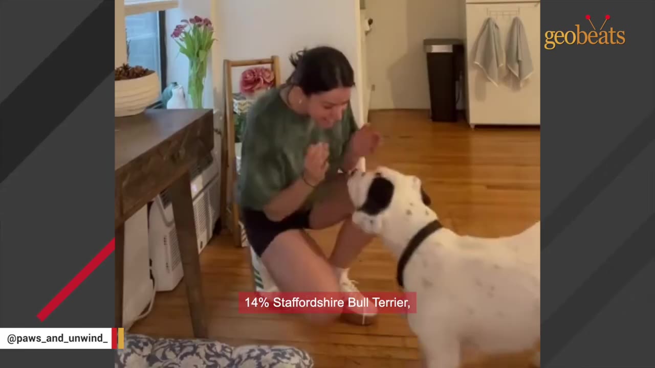 A woman kneels on a wooden floor, smiling and clapping her hands in front of a white dog with black spots.