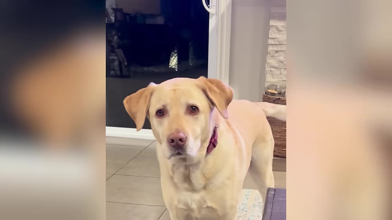 A close-up shot of a yellow Labrador retriever looking directly at the camera with a gentle expression.