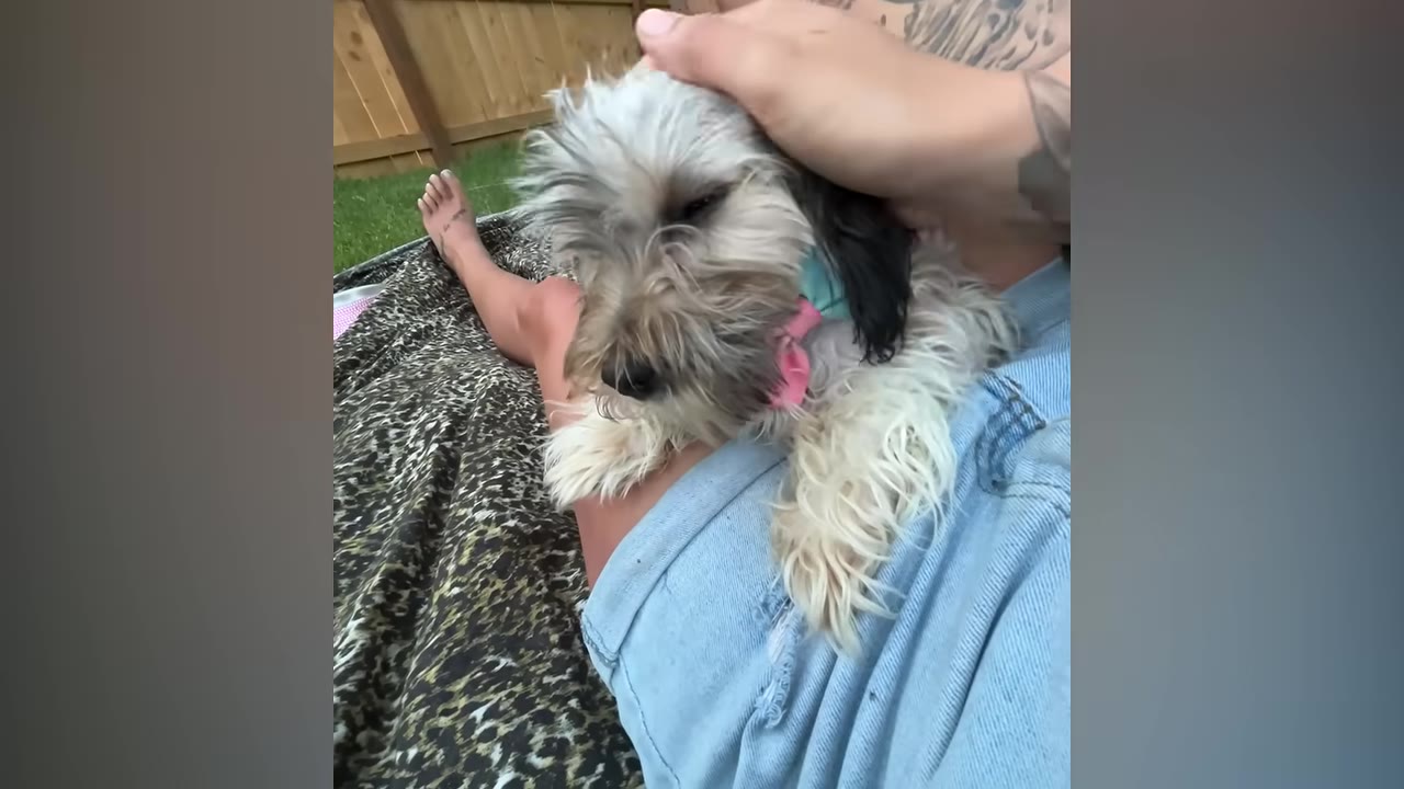 A small, fluffy, light-colored dog with dark ears rests peacefully on a person's lap while being gently petted on the head.