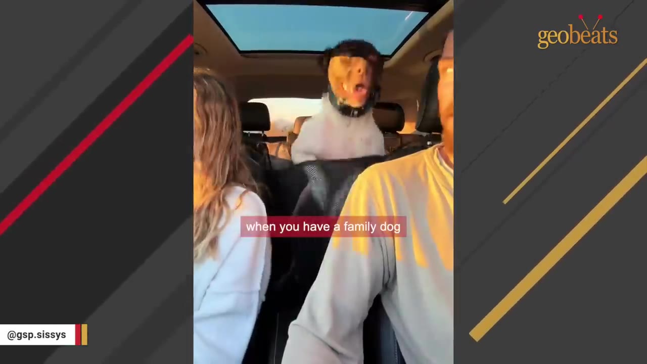 A dog sits in the back seat of a car, looking forward between a woman and a man in the front seats.