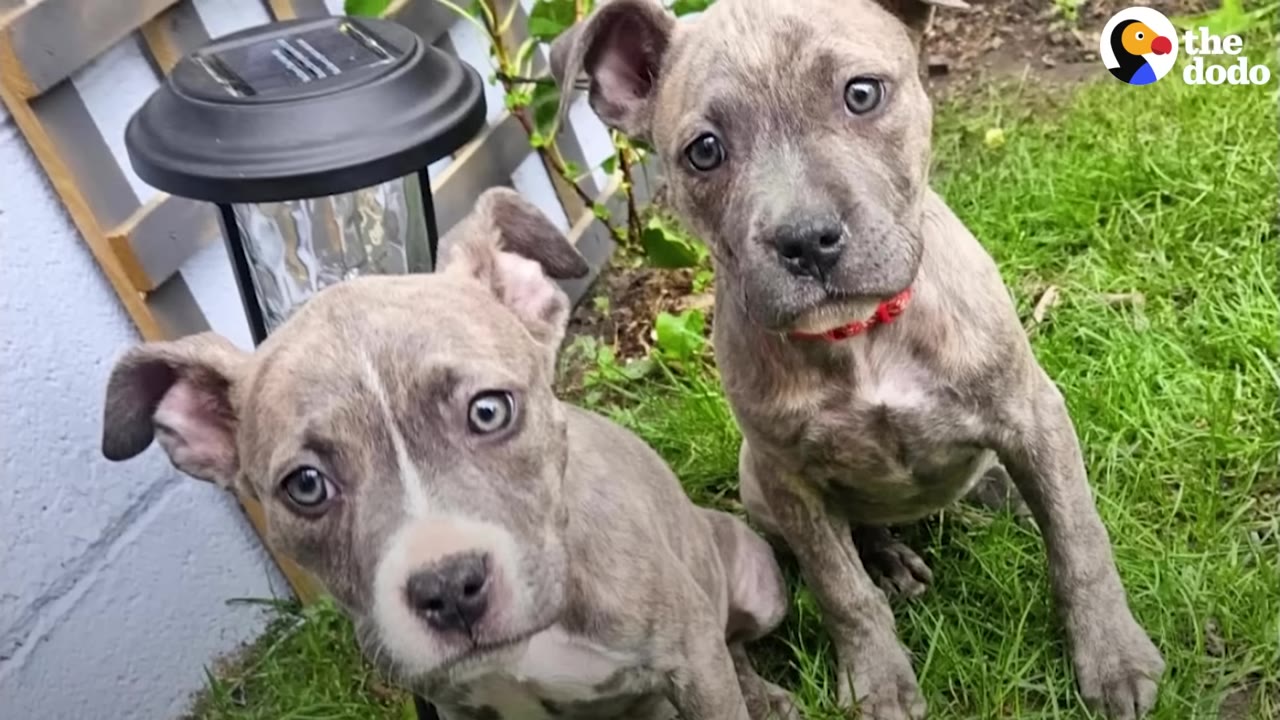 Two grey brindle puppies sitting on green grass in a yard next to a solar garden light, looking up at the camera.